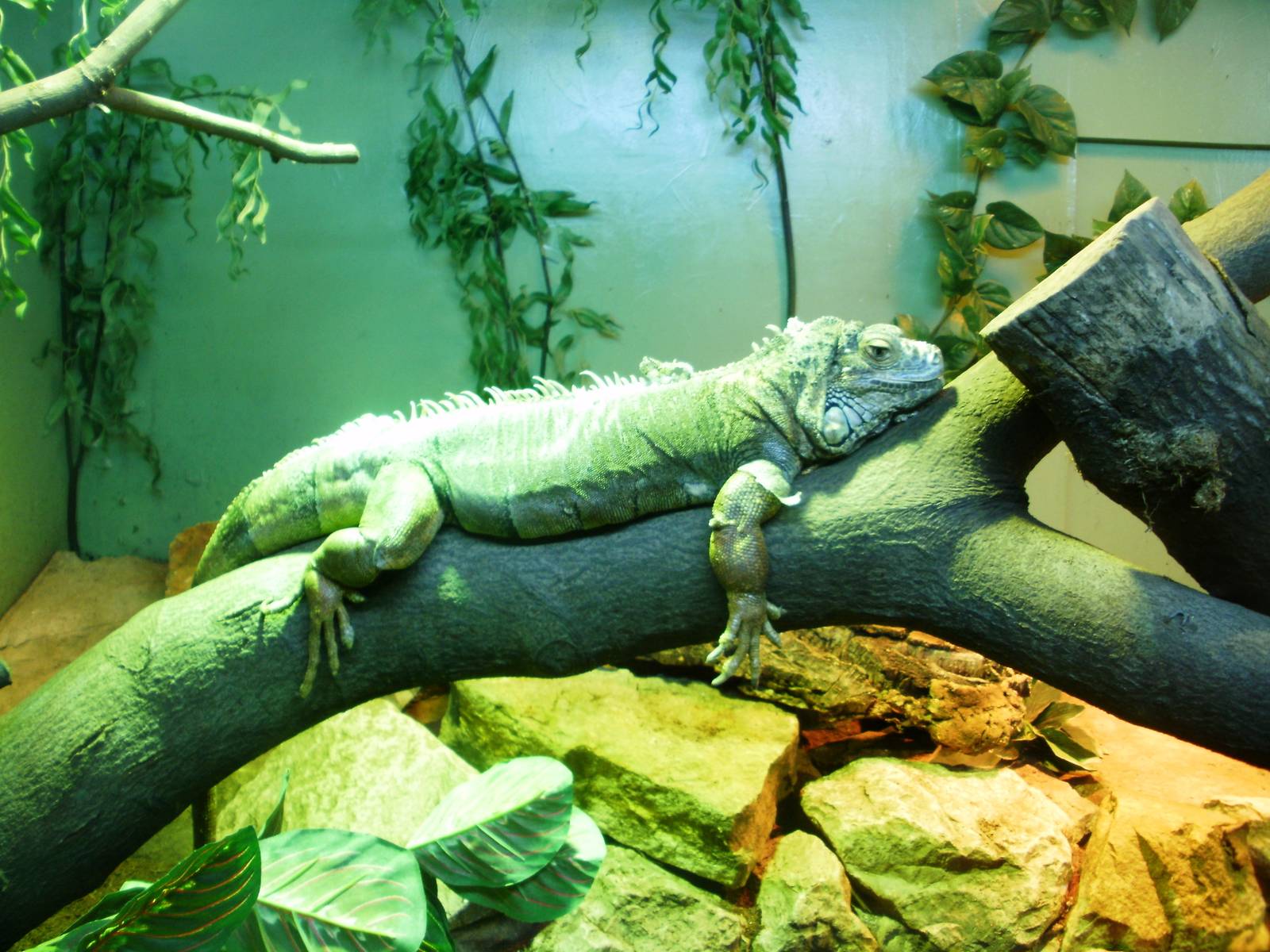 Bug House! - 07.08.2010