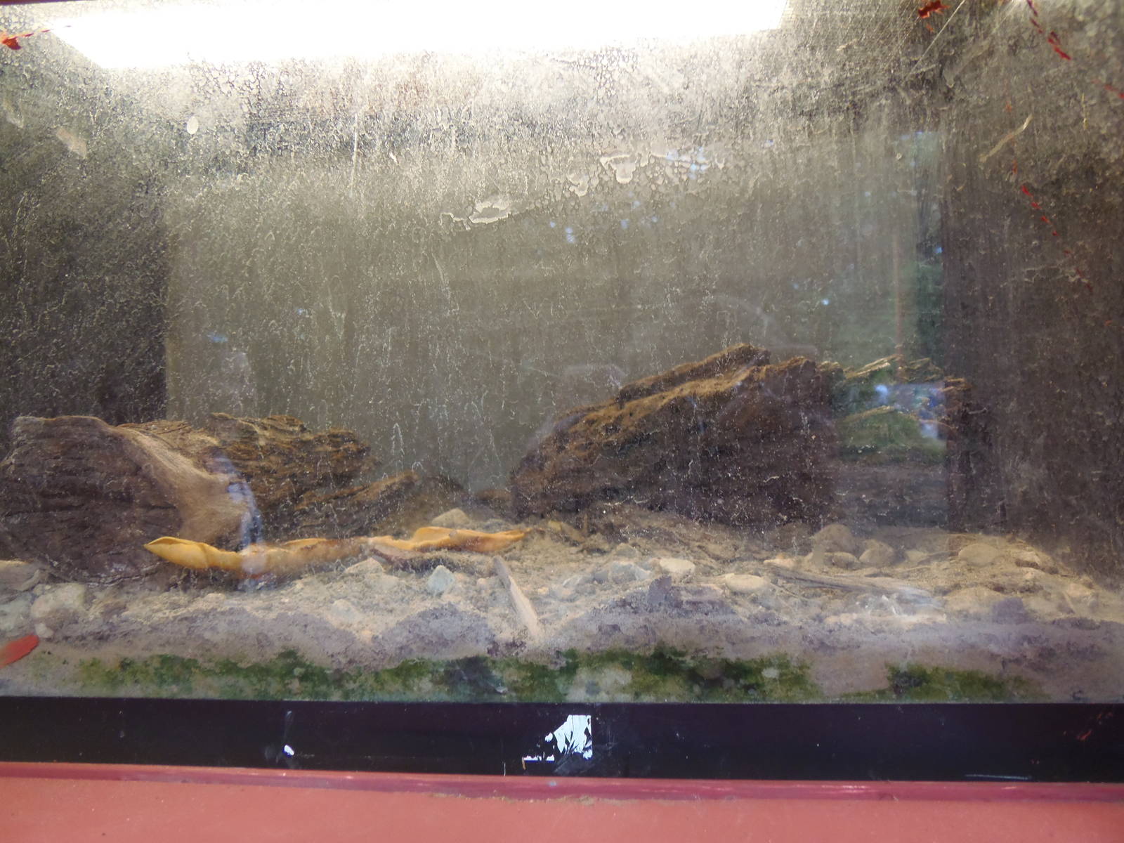 Bug House- Desert Millipede Terrarium