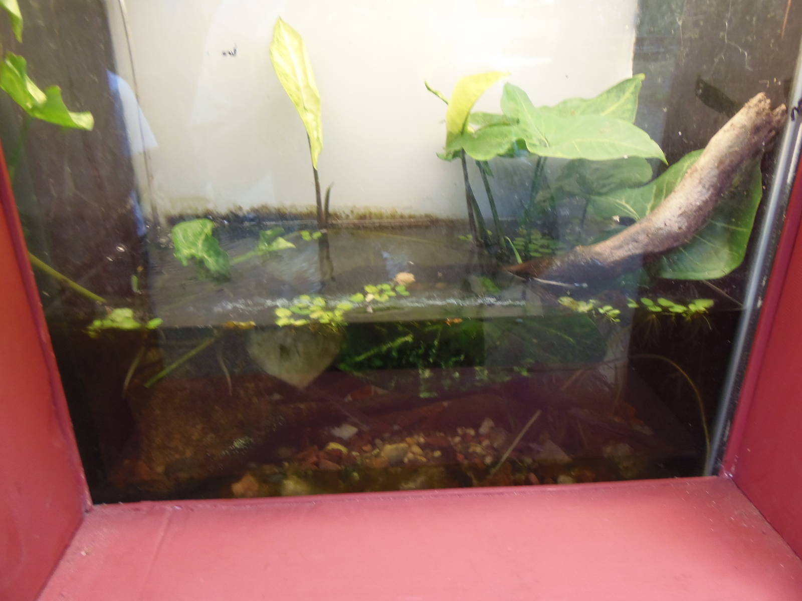 Bug House- Ferocious Water Bug Terrarium