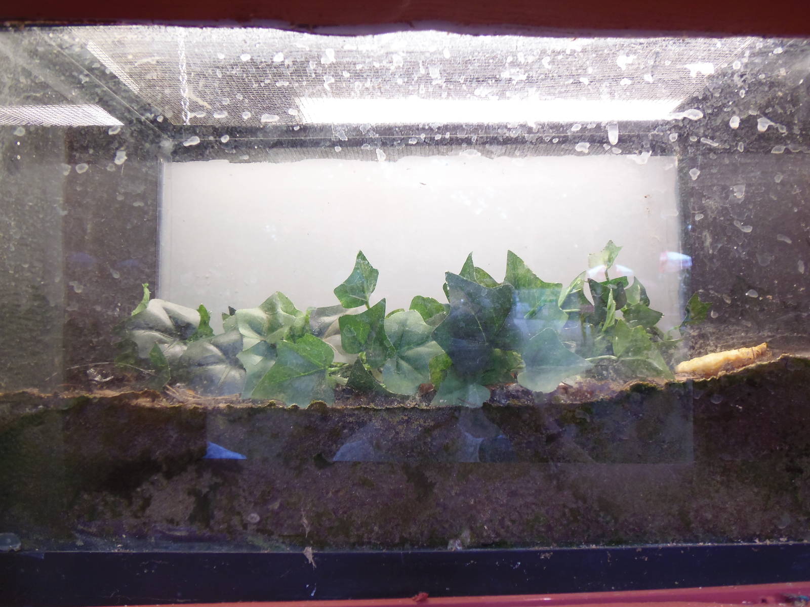 Bug House- Madagascar Hissing Cockroach Terrarium