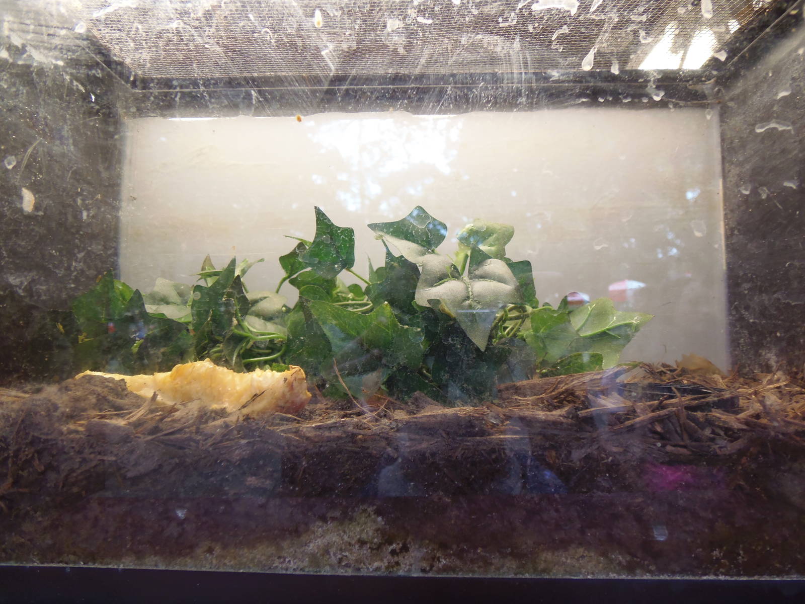 Bug House- Trinidad Cave Cockroach Terrarium