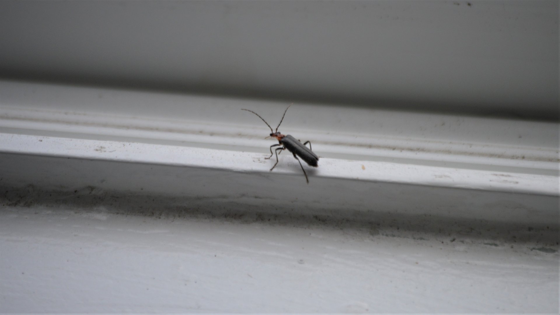 Bug ID (WA state)