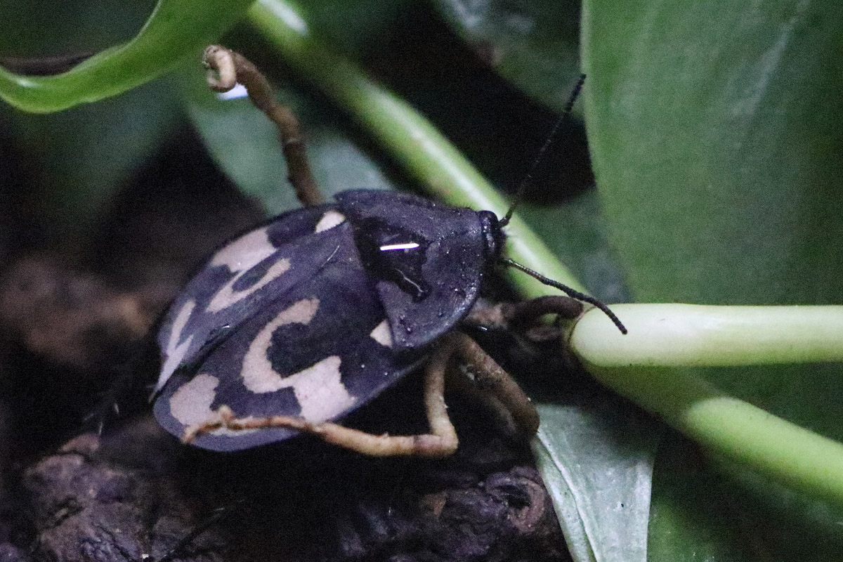 Bug ID - Zoo Warszawa