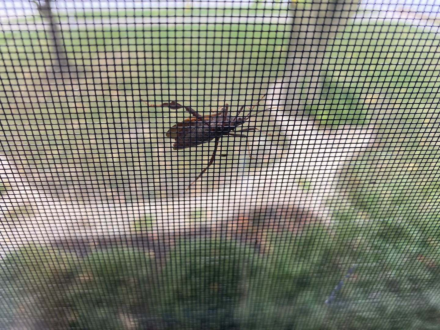 Bug ID