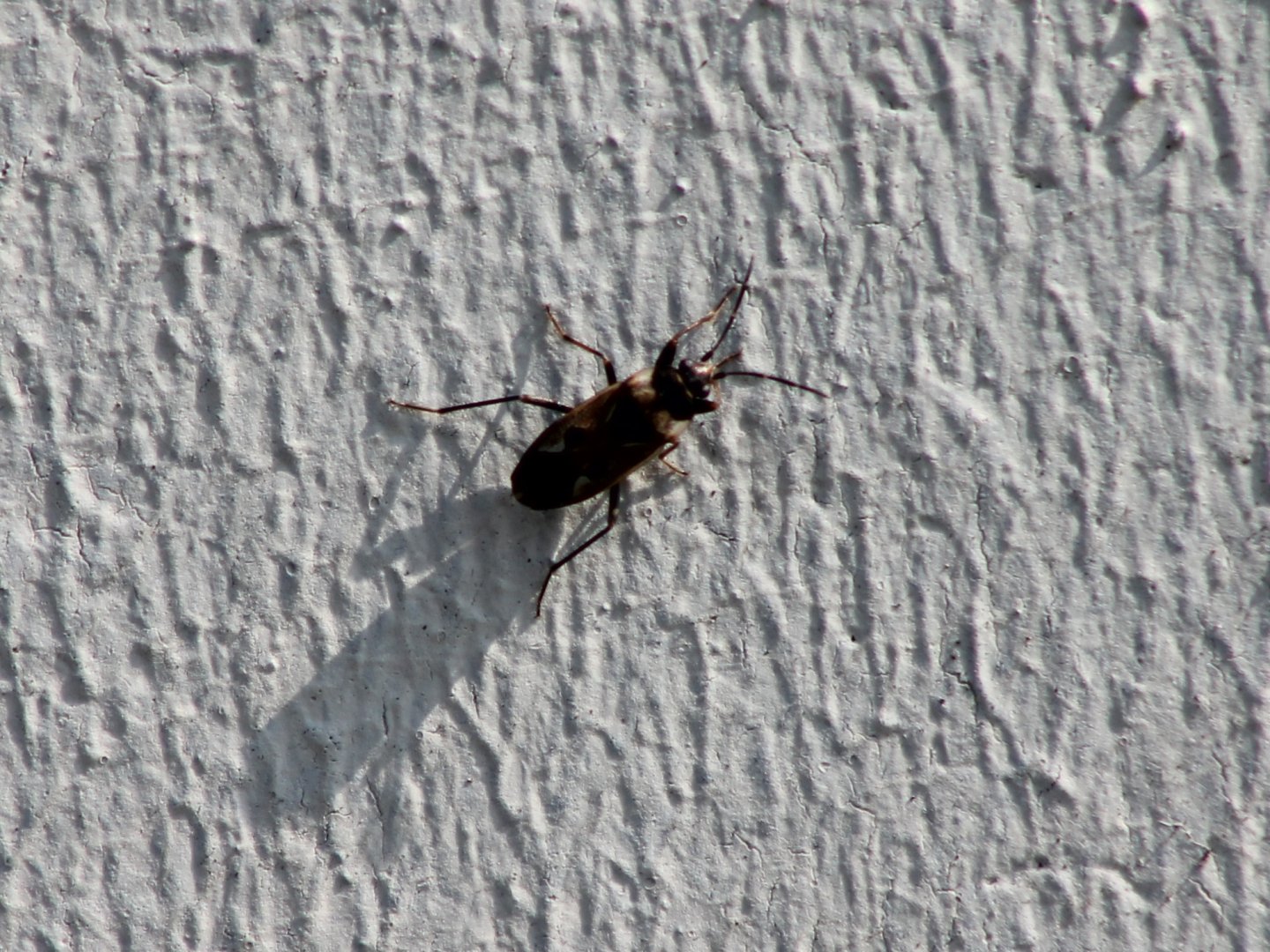 Bug - Rhyparochromus vulgaris