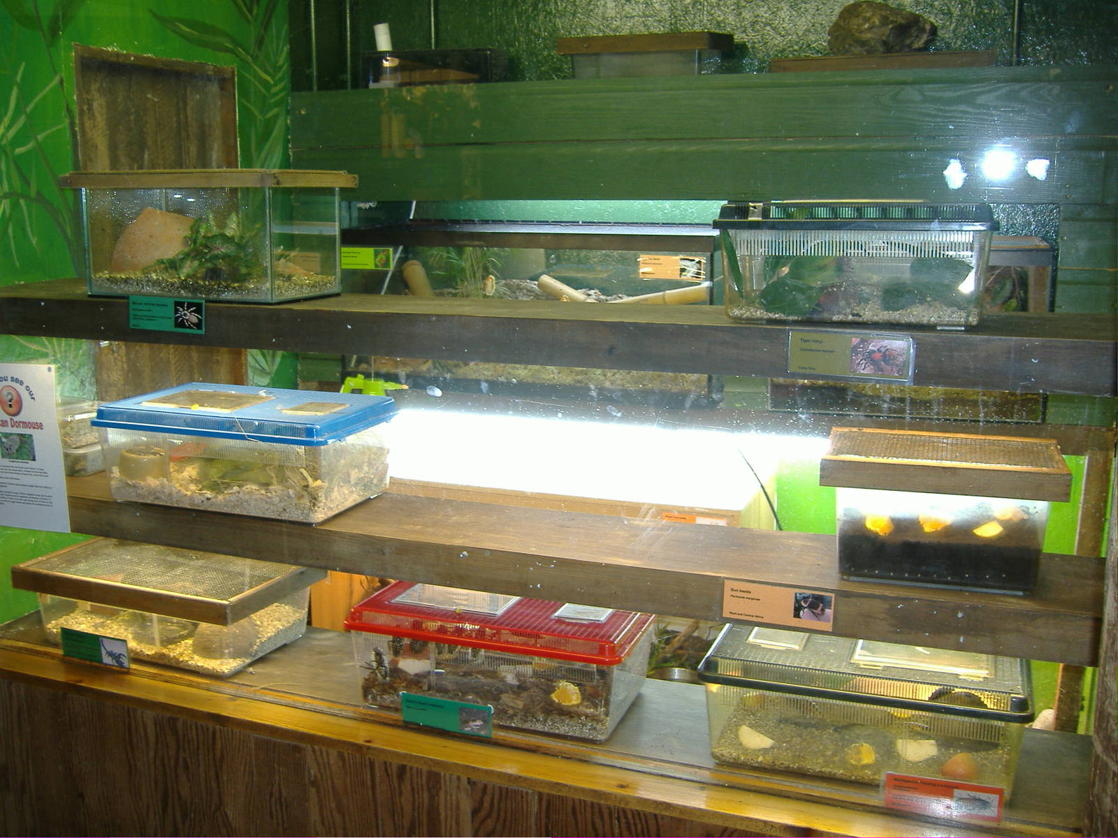 Bug room Shaldon Zoo