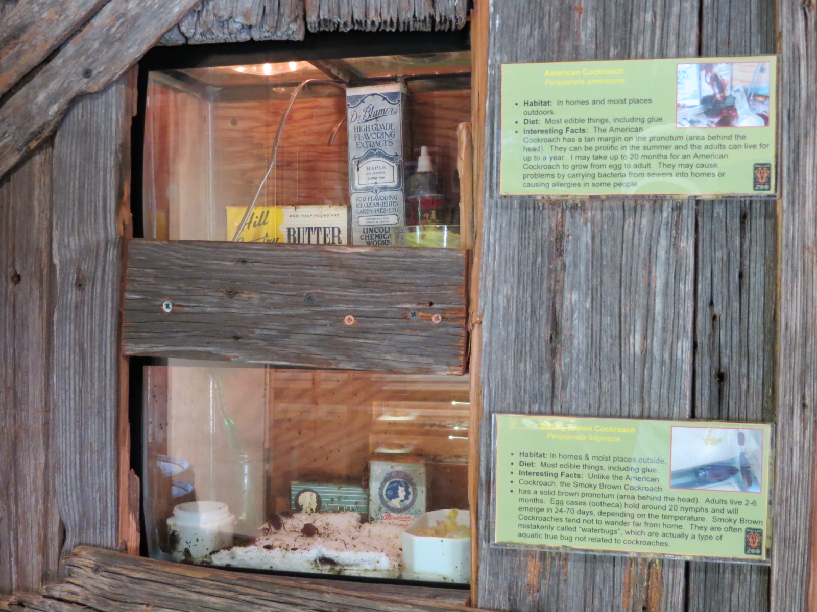 Bug U! - American Cockroach and Smoky Brown Cockroach Exhibits