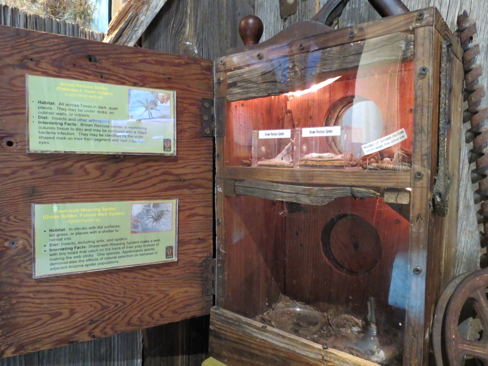 Bug U! - Brown Recluse Spider and Sheet-web Weaving Spider Exhibits