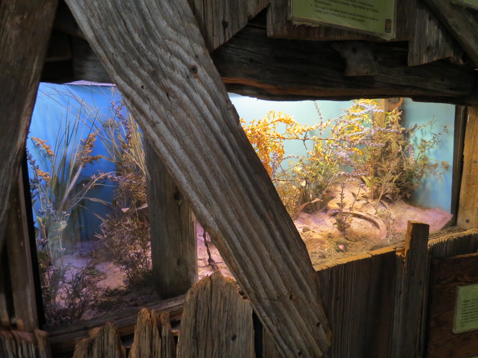 Bug U! - Carolina Mantis and Rainbow Scarab Dung Beetle Exhibits