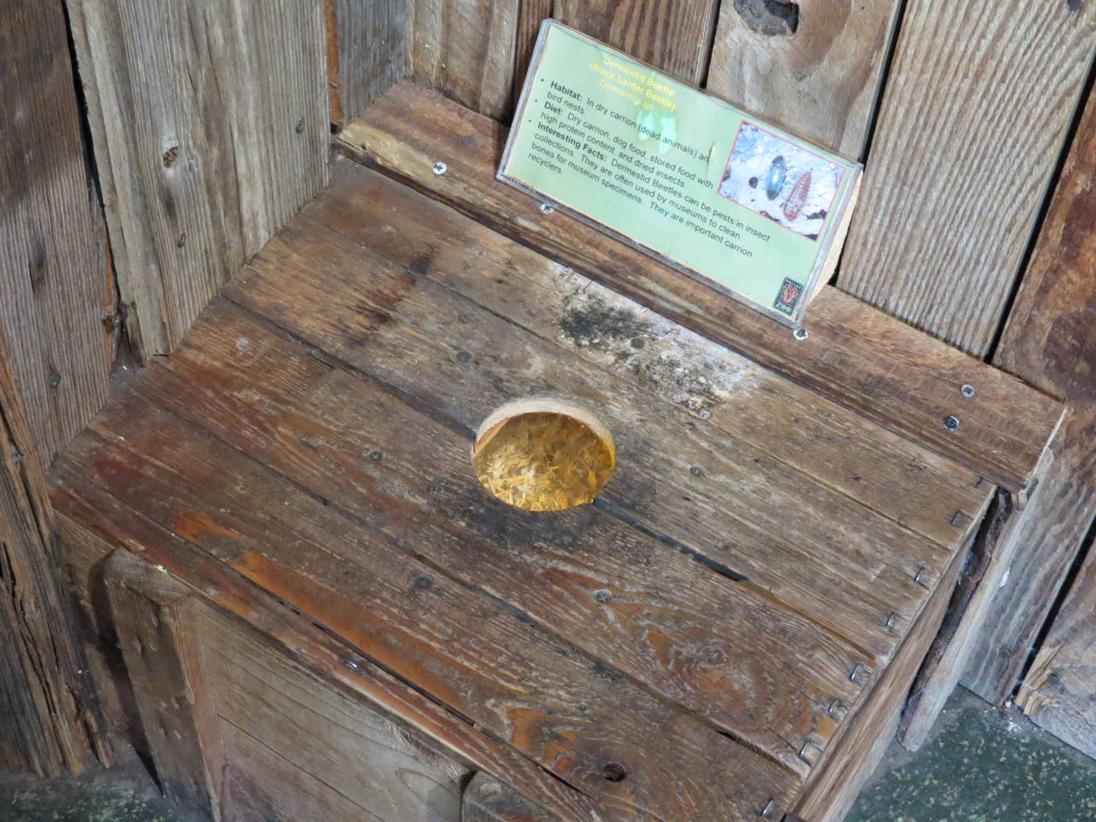 Bug U! - Dermestid Beetle Exhibit