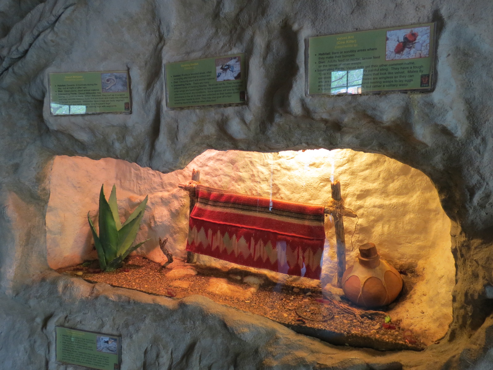 Bug U! - Desert Millipede, Darkling Beetle, and Velvet Ant Exhibit