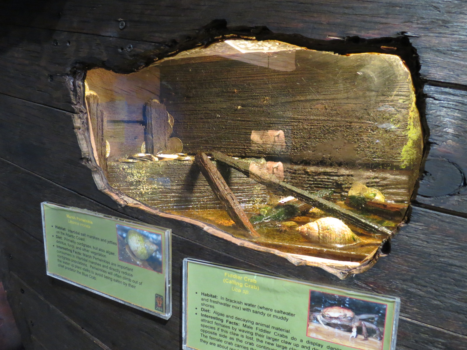 Bug U! - Fiddler Crab and Marsh Periwinkle Exhibit