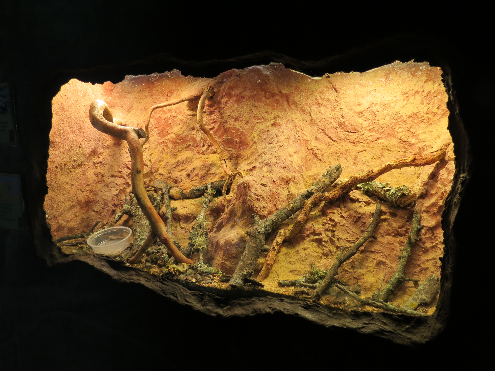 Bug U! - Texas Ironclad Beetle and Daddy Long-legs Exhibit