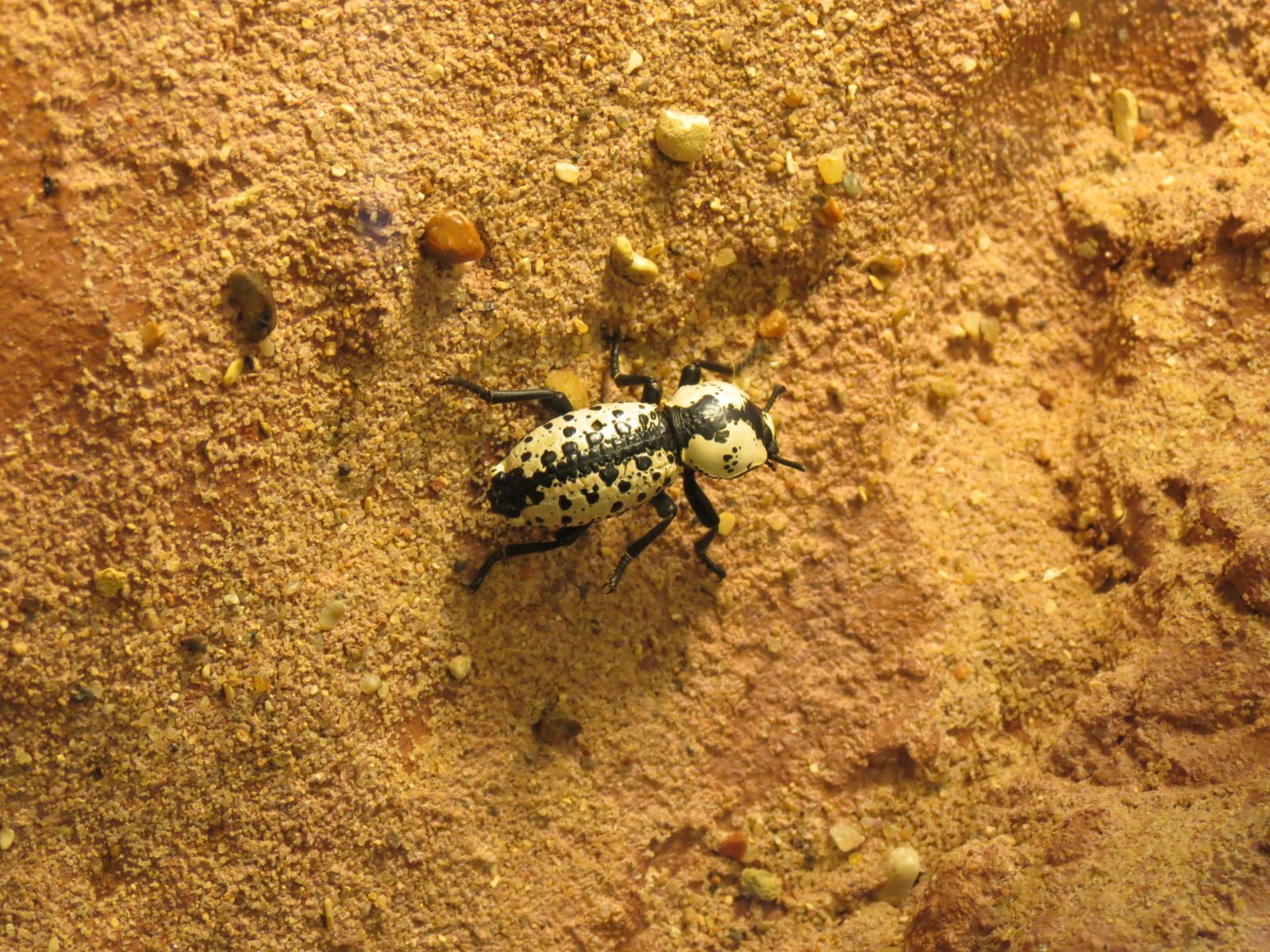 Bug U! - Texas Ironclad Beetle