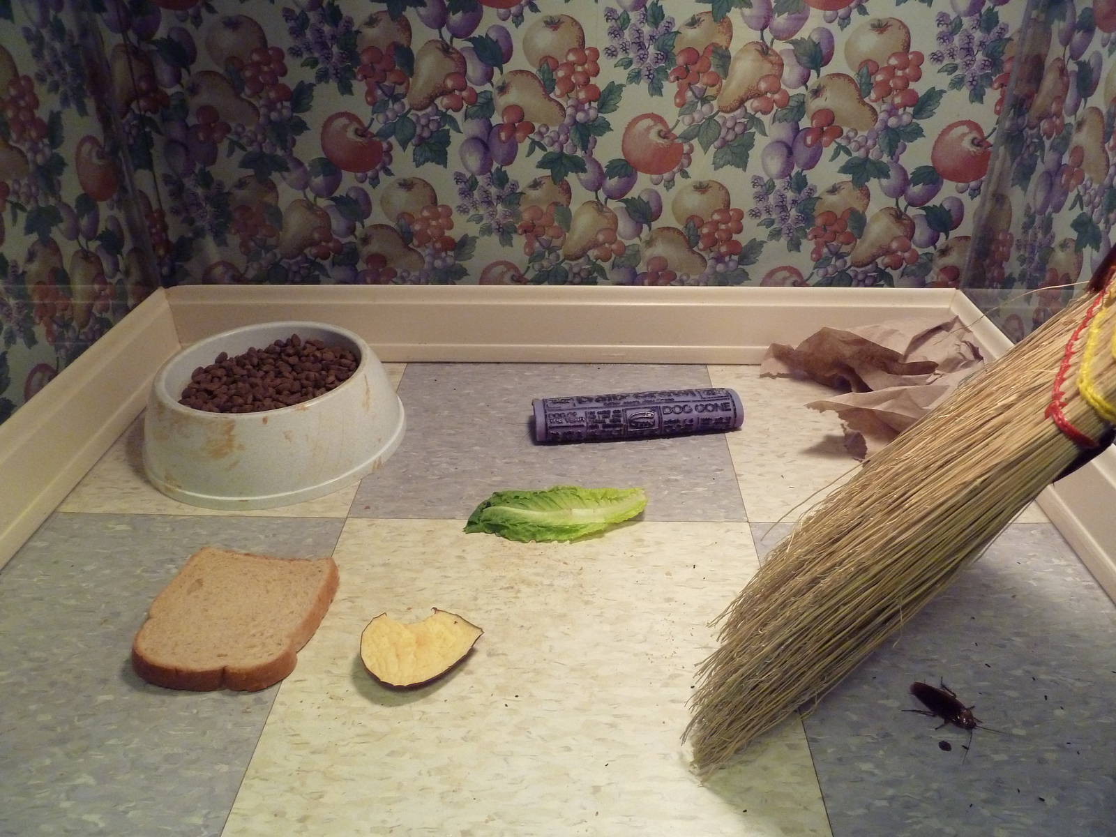 Bug World - Cockroach Exhibit