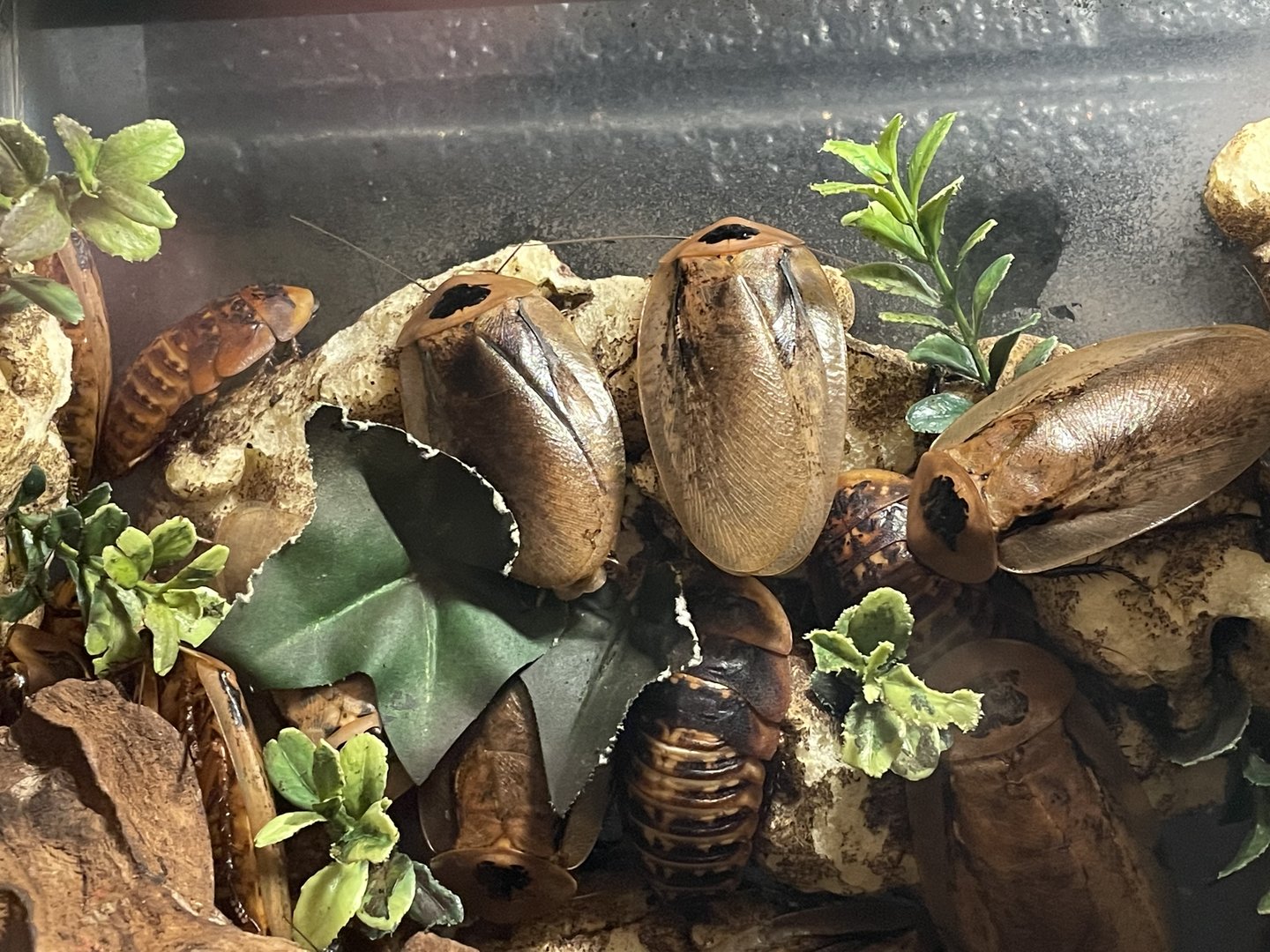 Bug Zoo - Peppered Cockroach