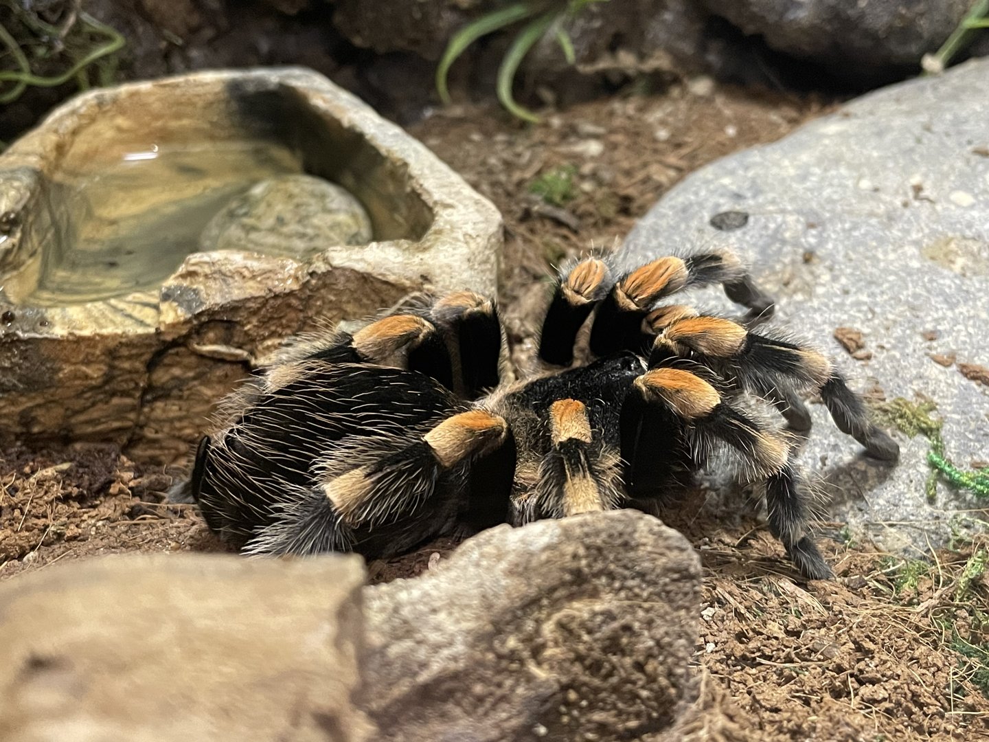 Bug Zoo - Smith’s Redknee Tarantula