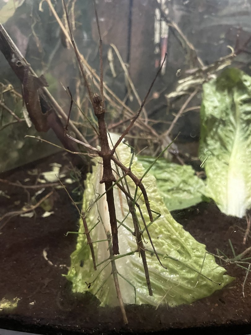 Bug Zoo - Vietnamese Walking Stick