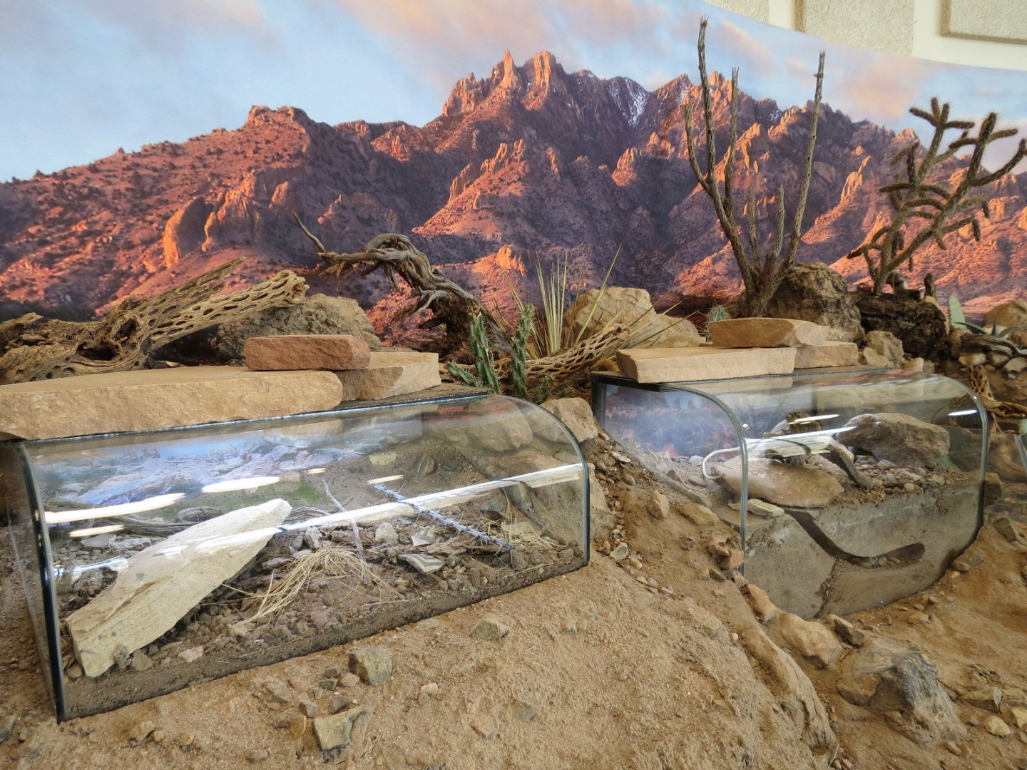 Bugarium - 2 Chihuahuan Desert Exhibits