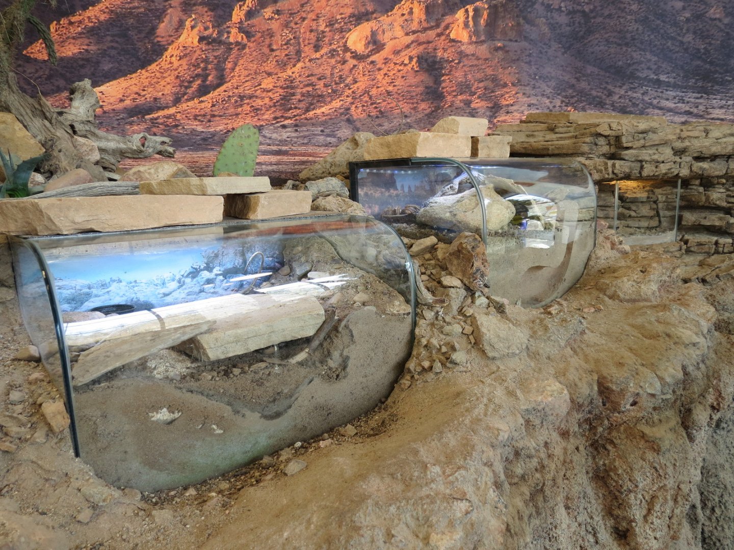 Bugarium - 3 Chihuahuan Desert Exhibits