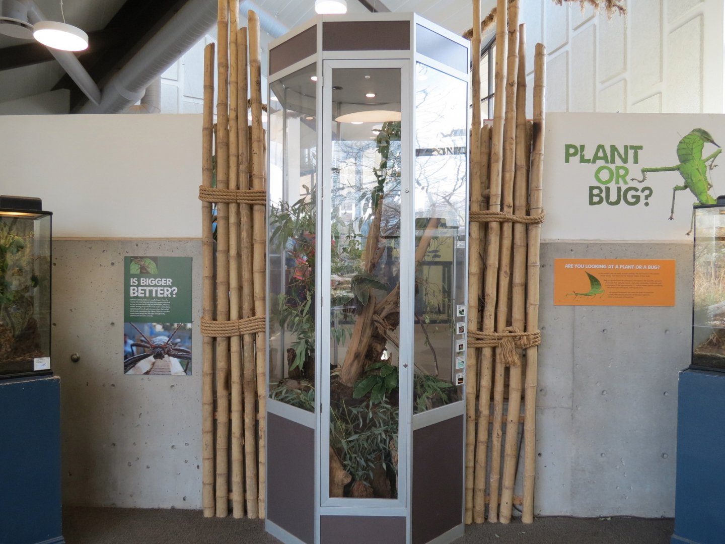 Bugarium - 5 Stick Insect Species Exhibit