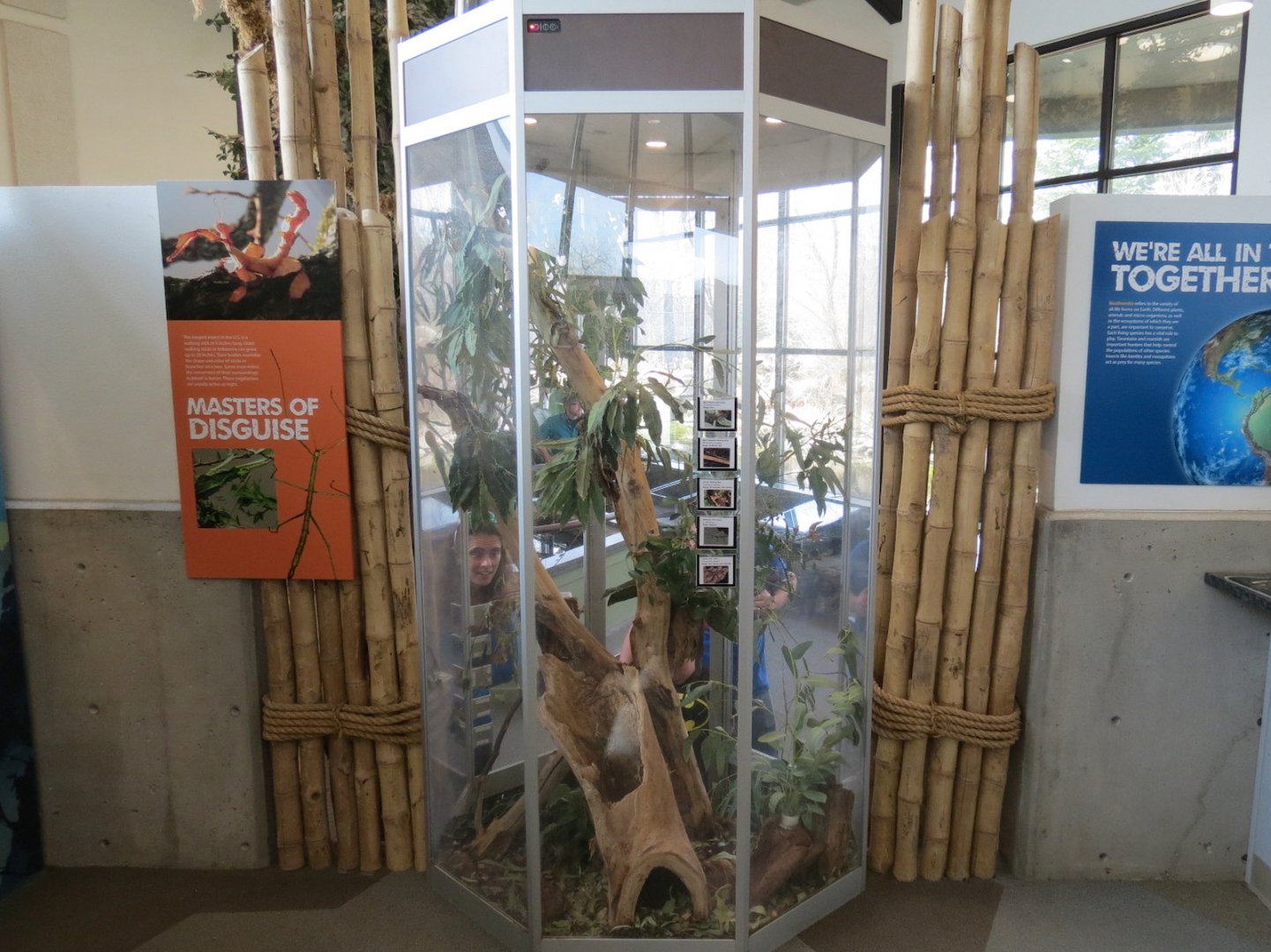 Bugarium - 5 Stick Insect Species Exhibit