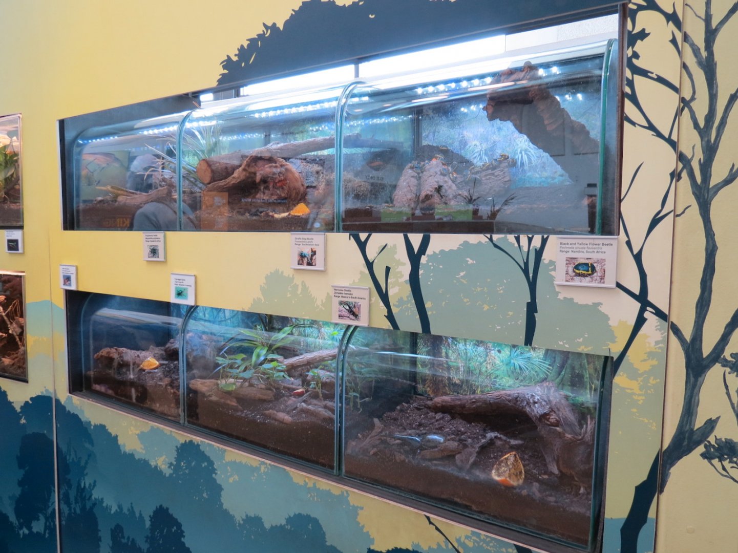 Bugarium - 6 Beetle Species Exhibits