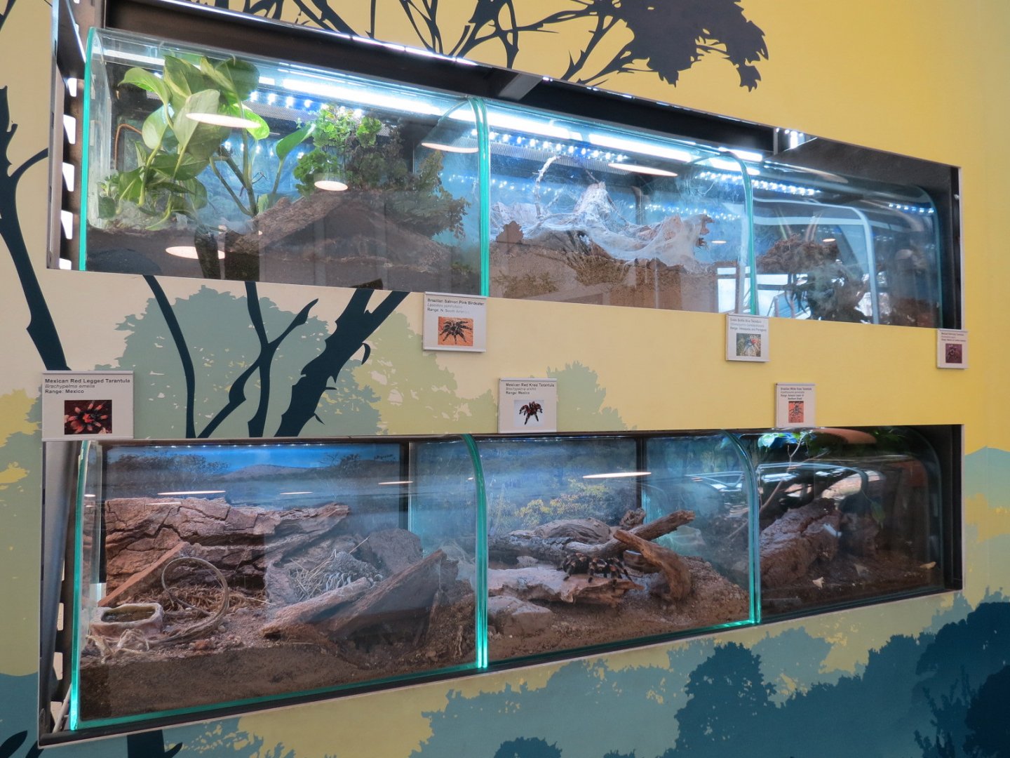 Bugarium - 6 Tarantula Species Exhibits