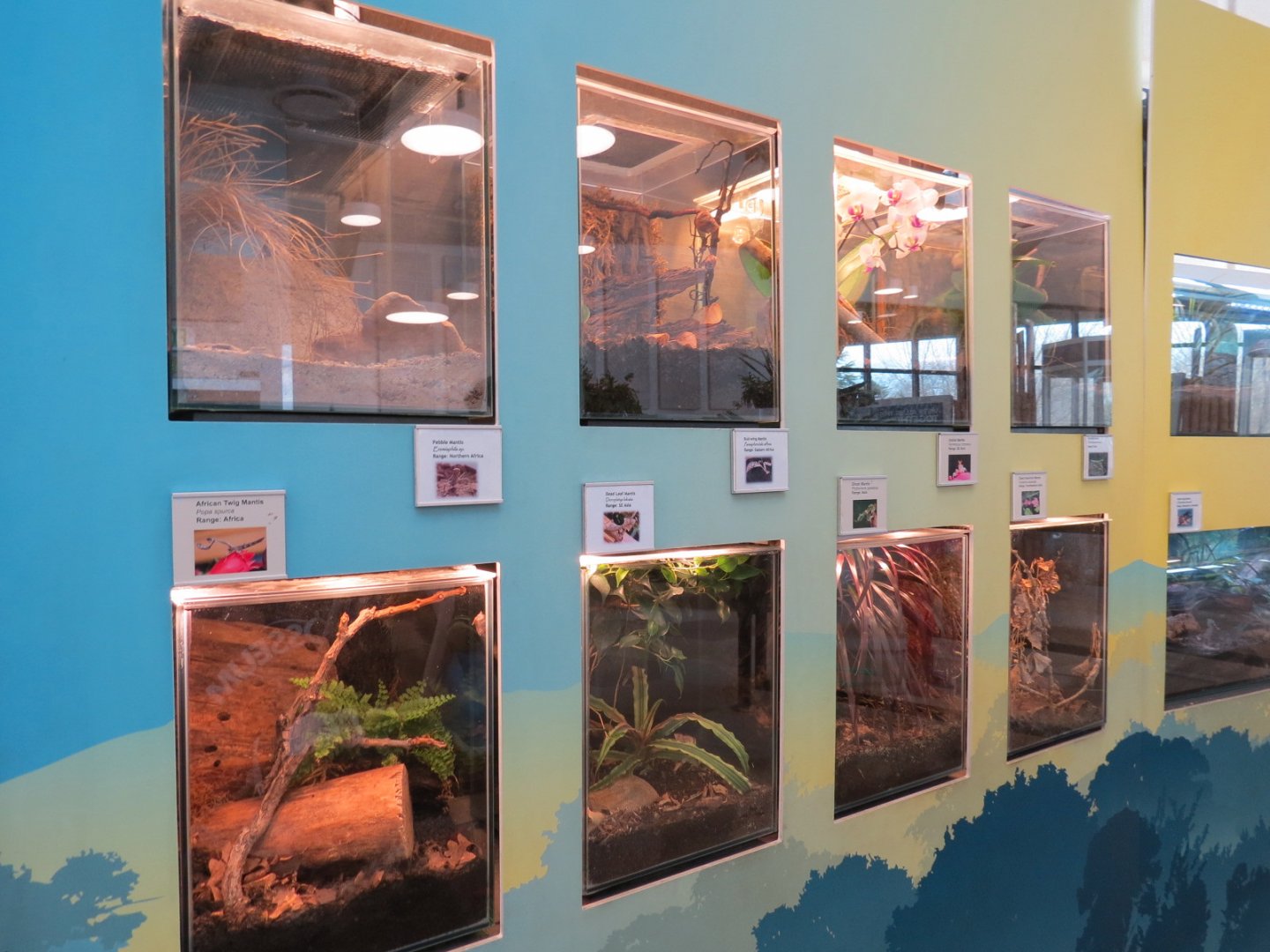 Bugarium - 8 Mantis Species Exhibits