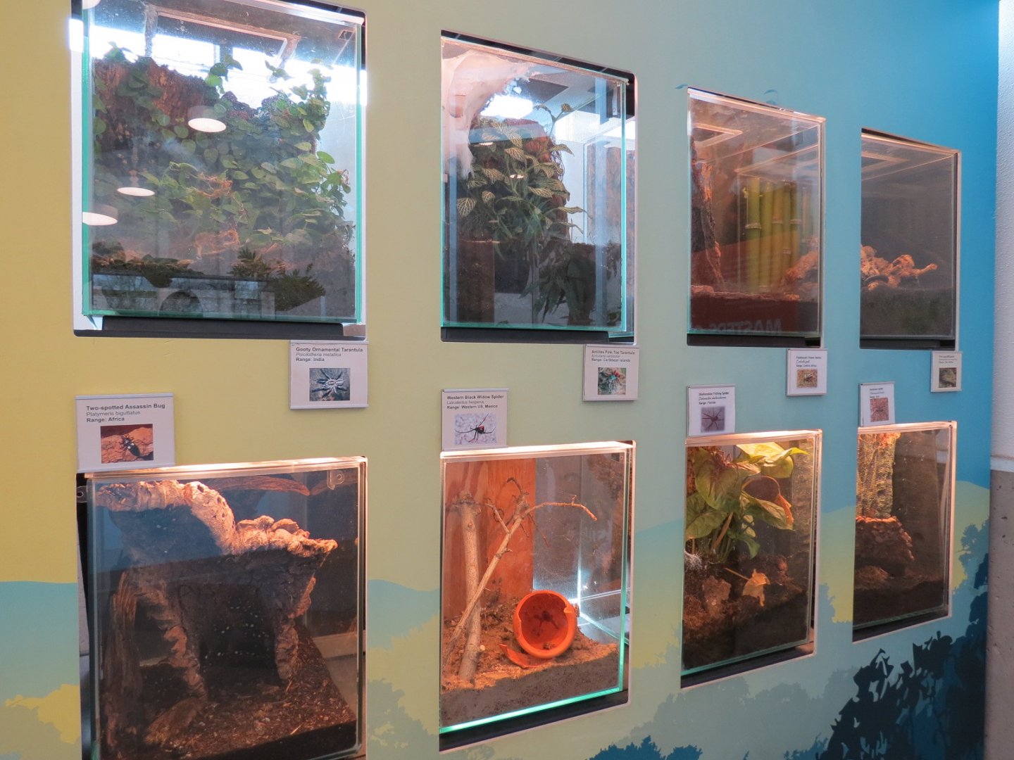 Bugarium - 8 Various Species Exhibits