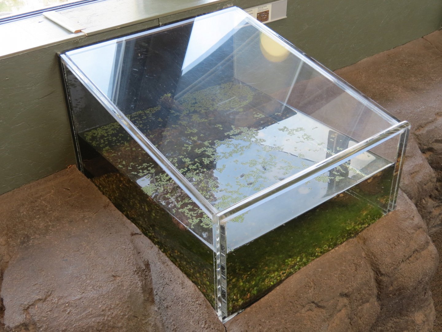 Bugarium - Aquatic Exhibit - Predacious Diving and Whirly-gig Beetles