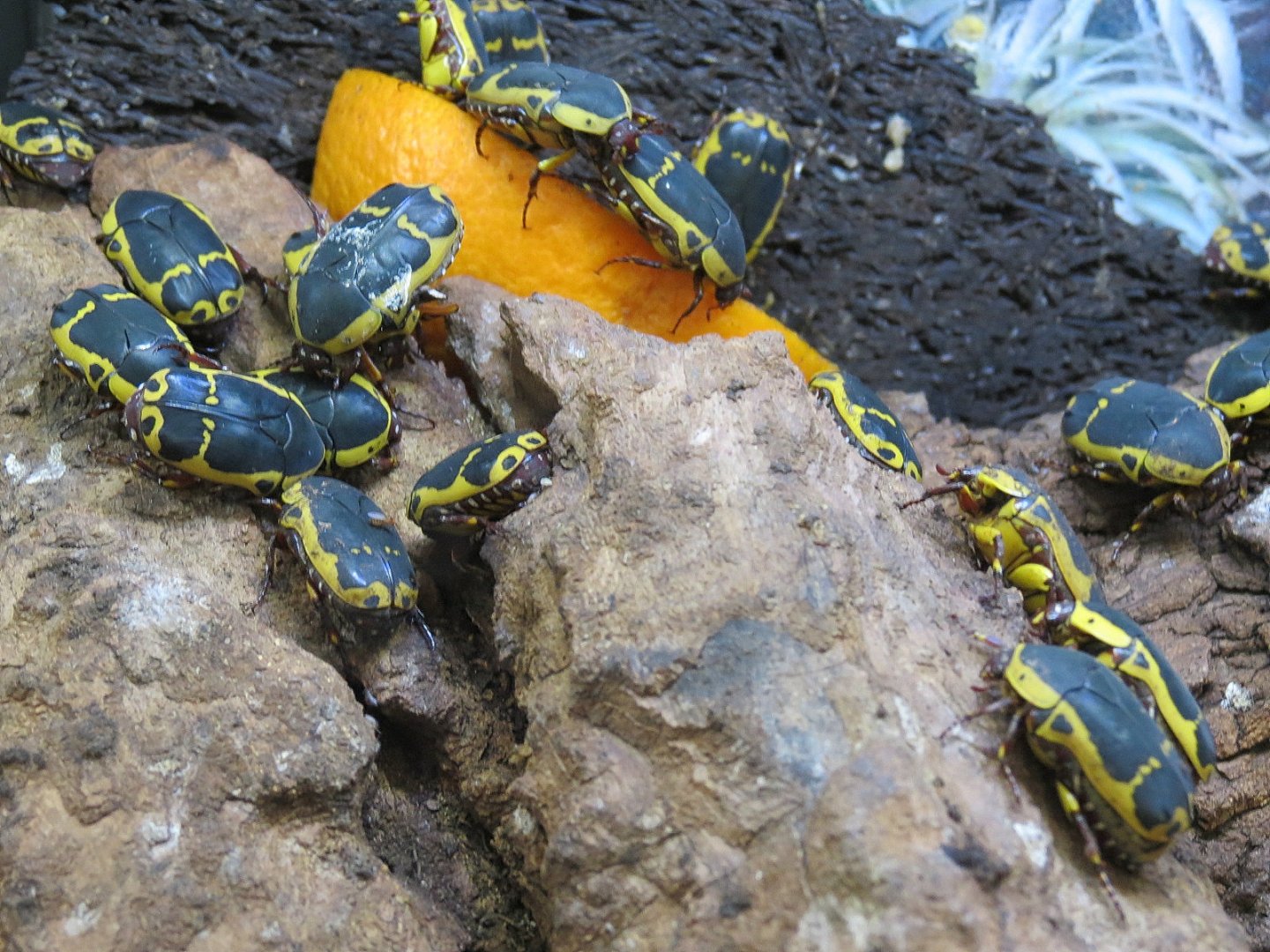 Bugarium - Black and Yellow Flower Beetle Exhibit
