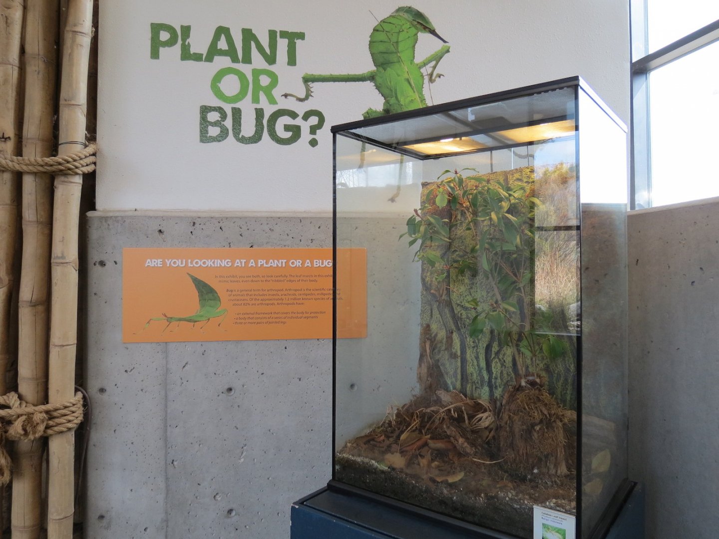 Bugarium - Celebes Leaf Insect Exhibit