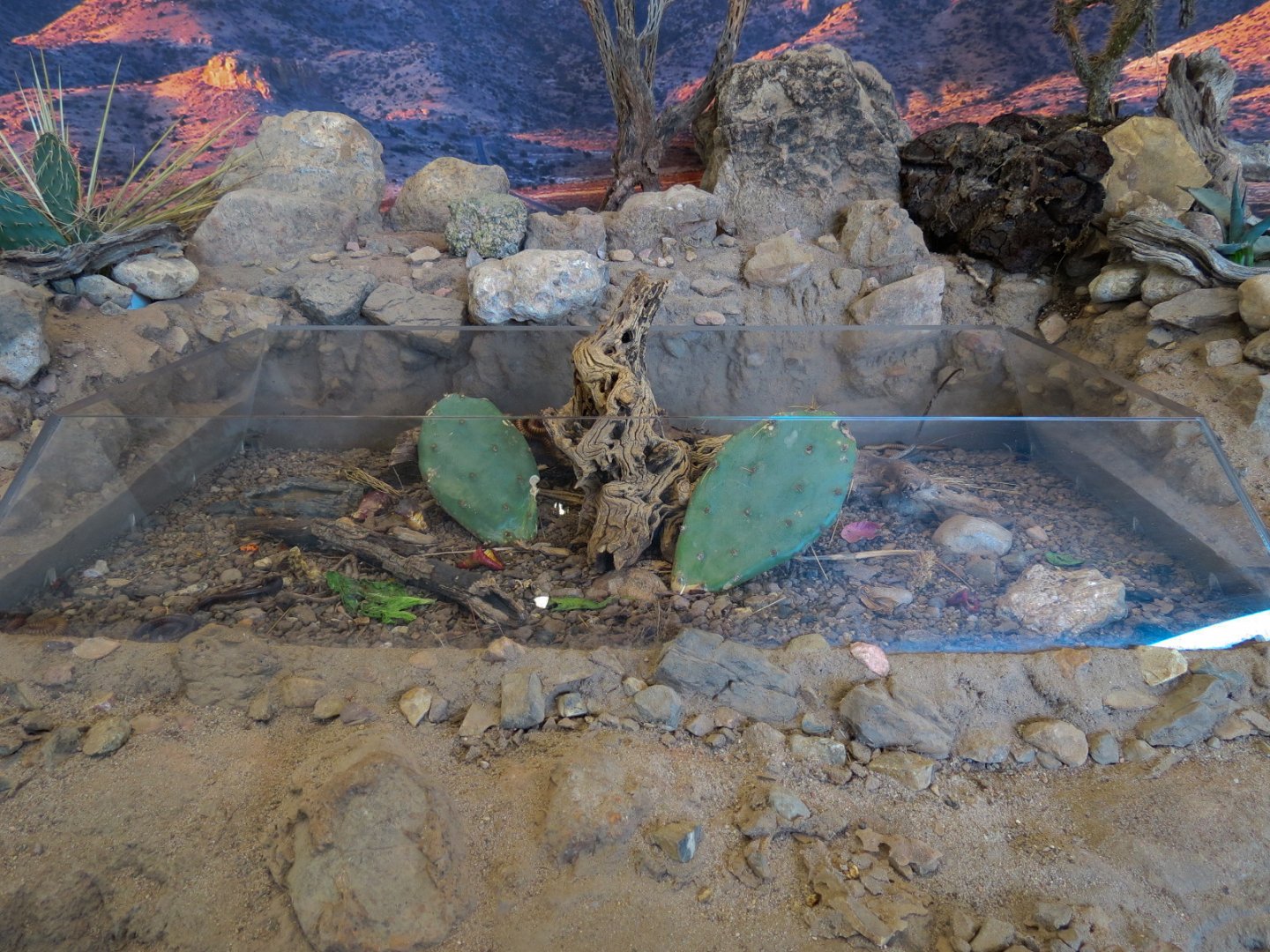 Bugarium - Chihuahuan Desert Exhibit