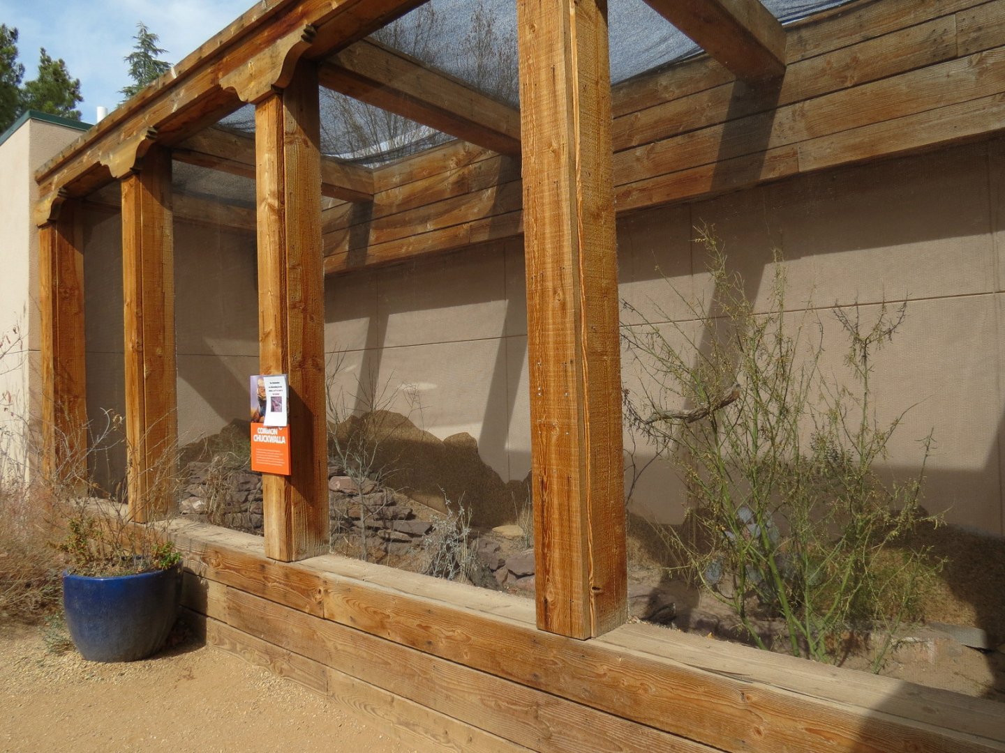 Bugarium - Common Chuckwalla Exhibit