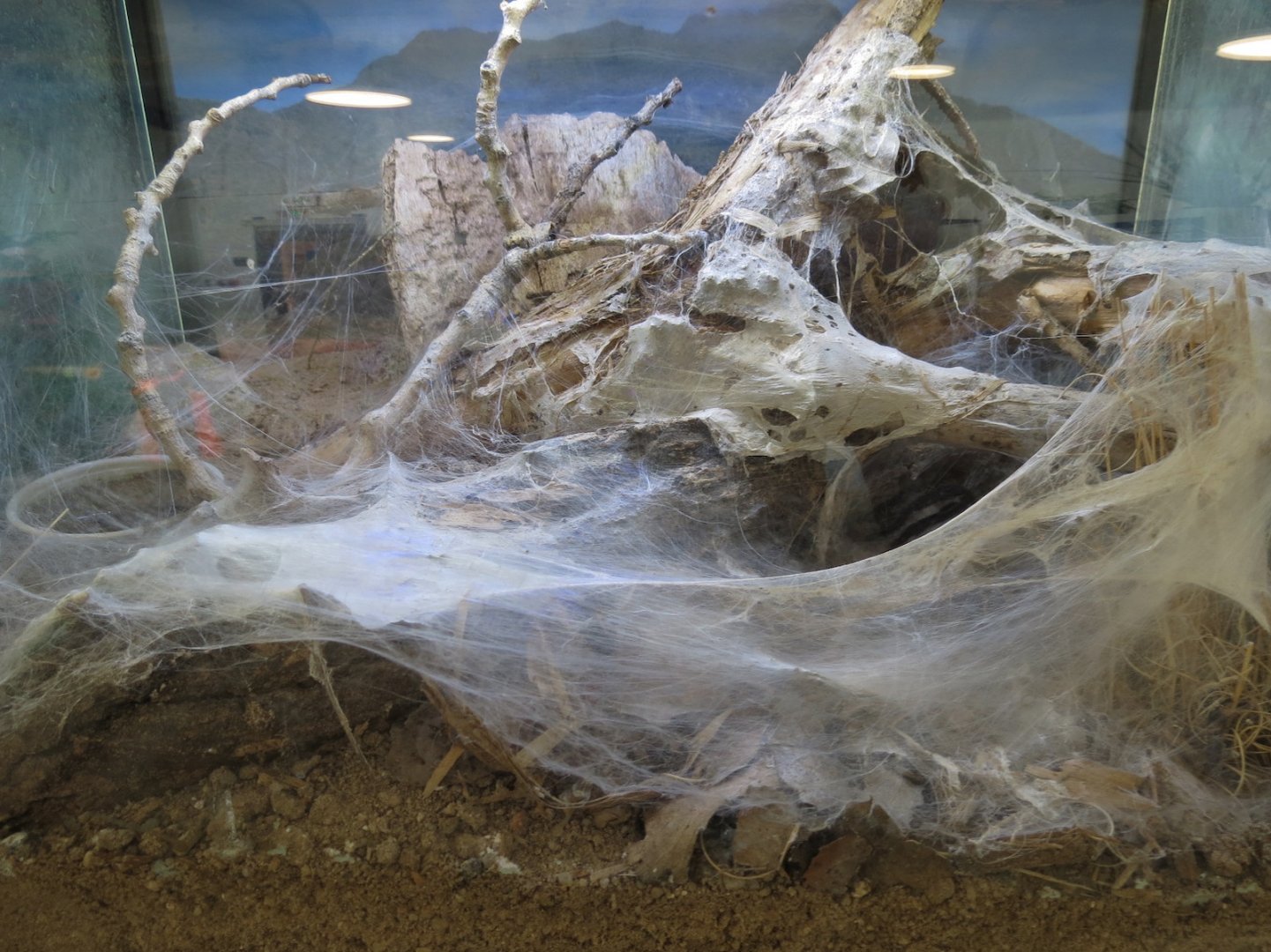 Bugarium - Green Bottle Blue Tarantula Exhibit