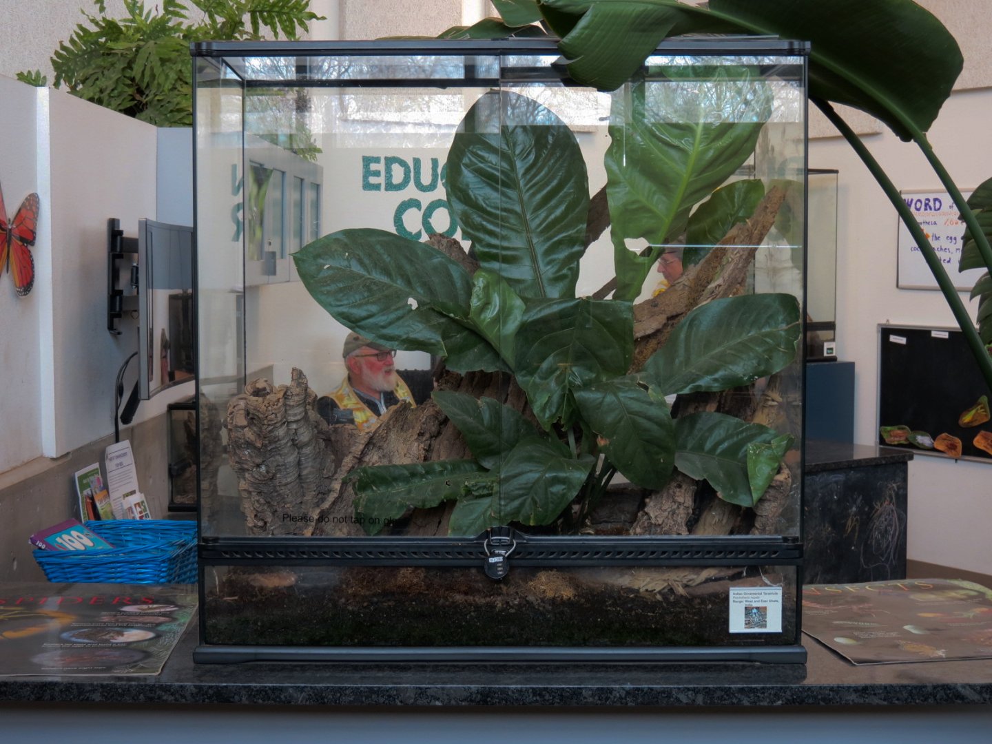 Bugarium - Indian Ornamental Tarantula Exhibit