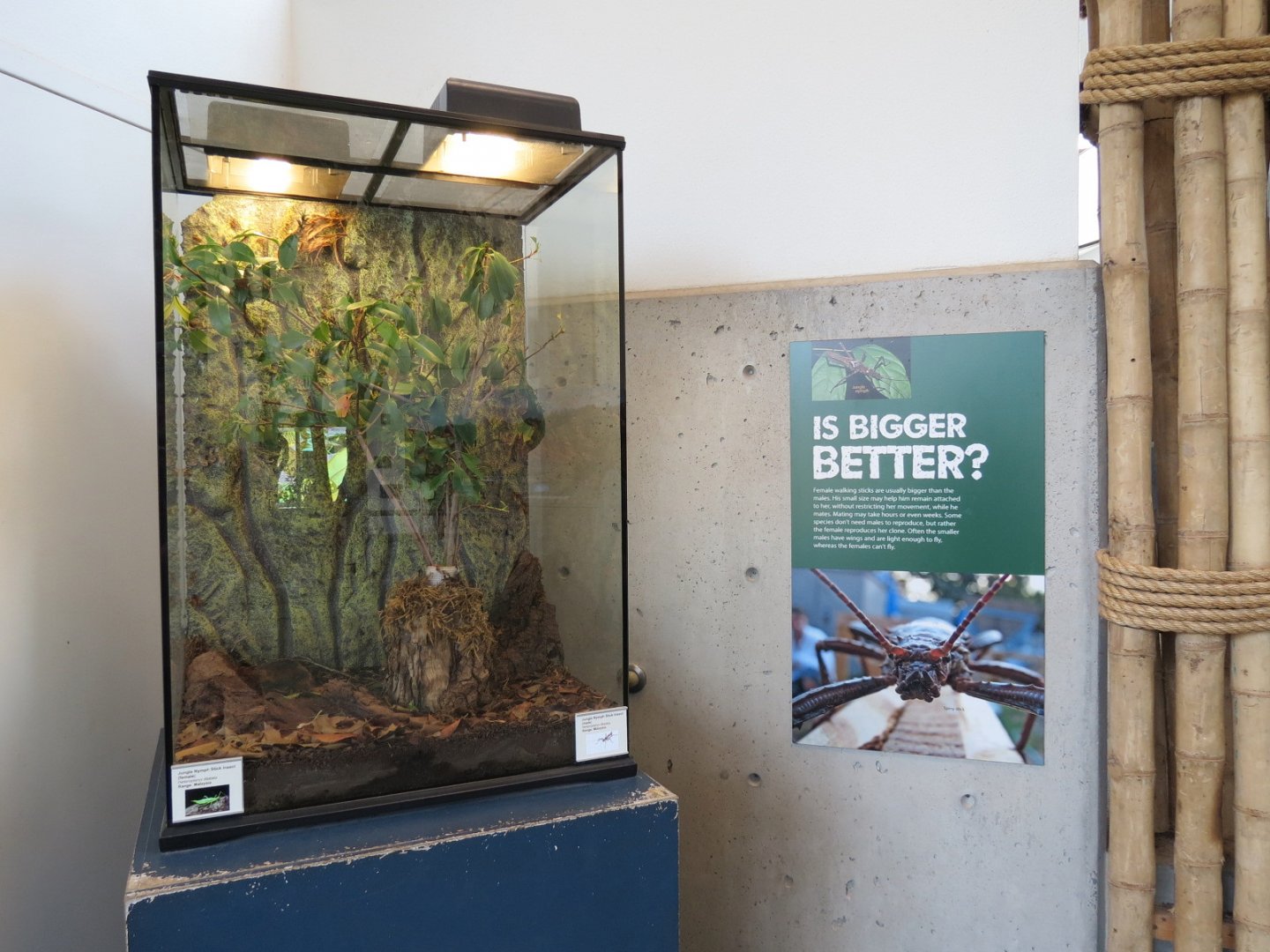 Bugarium - Jungle Nymph Stick Insect Exhibit