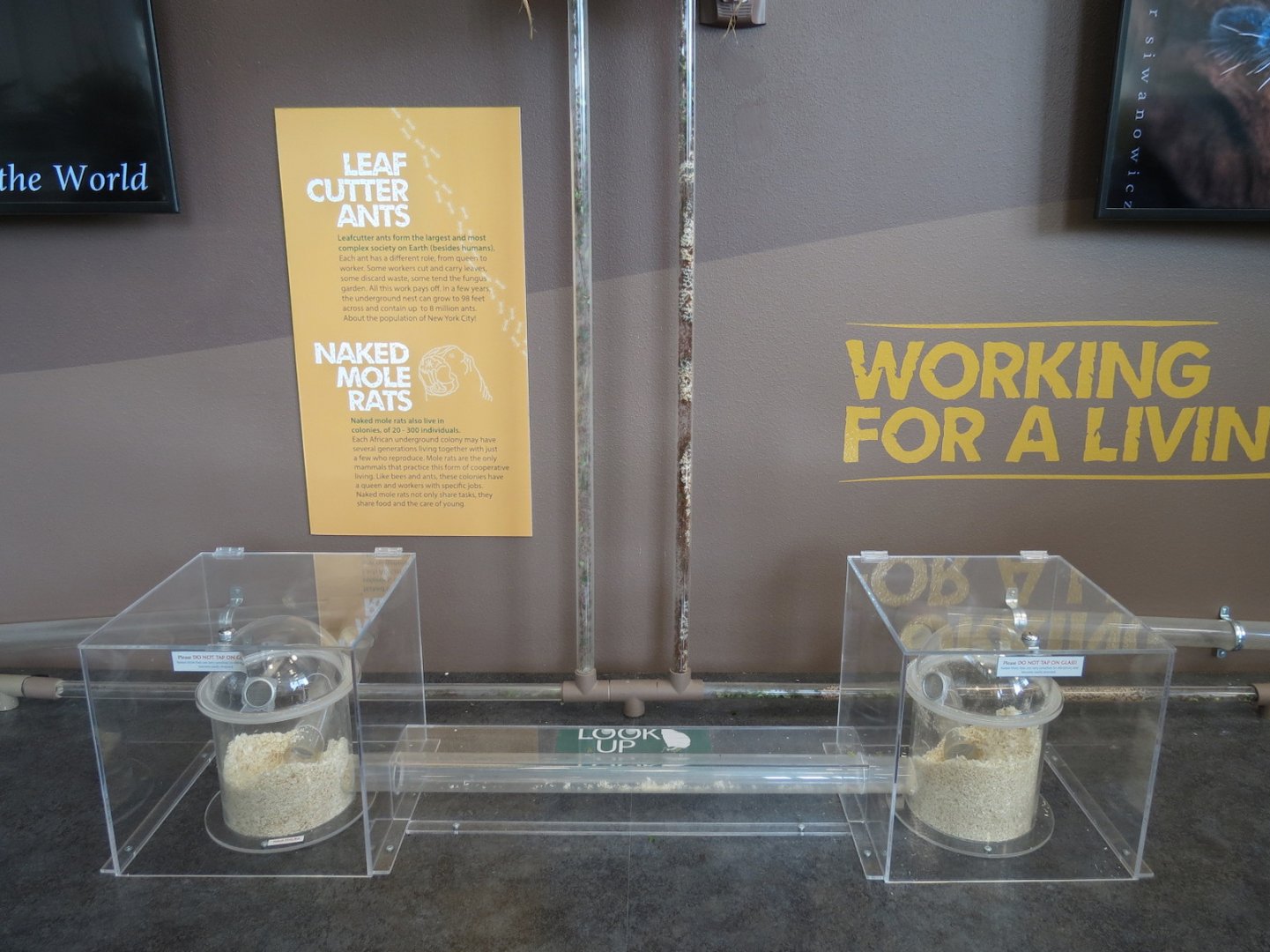 Bugarium - Leaf Cutter Ant and Naked Mole Rat Exhibits