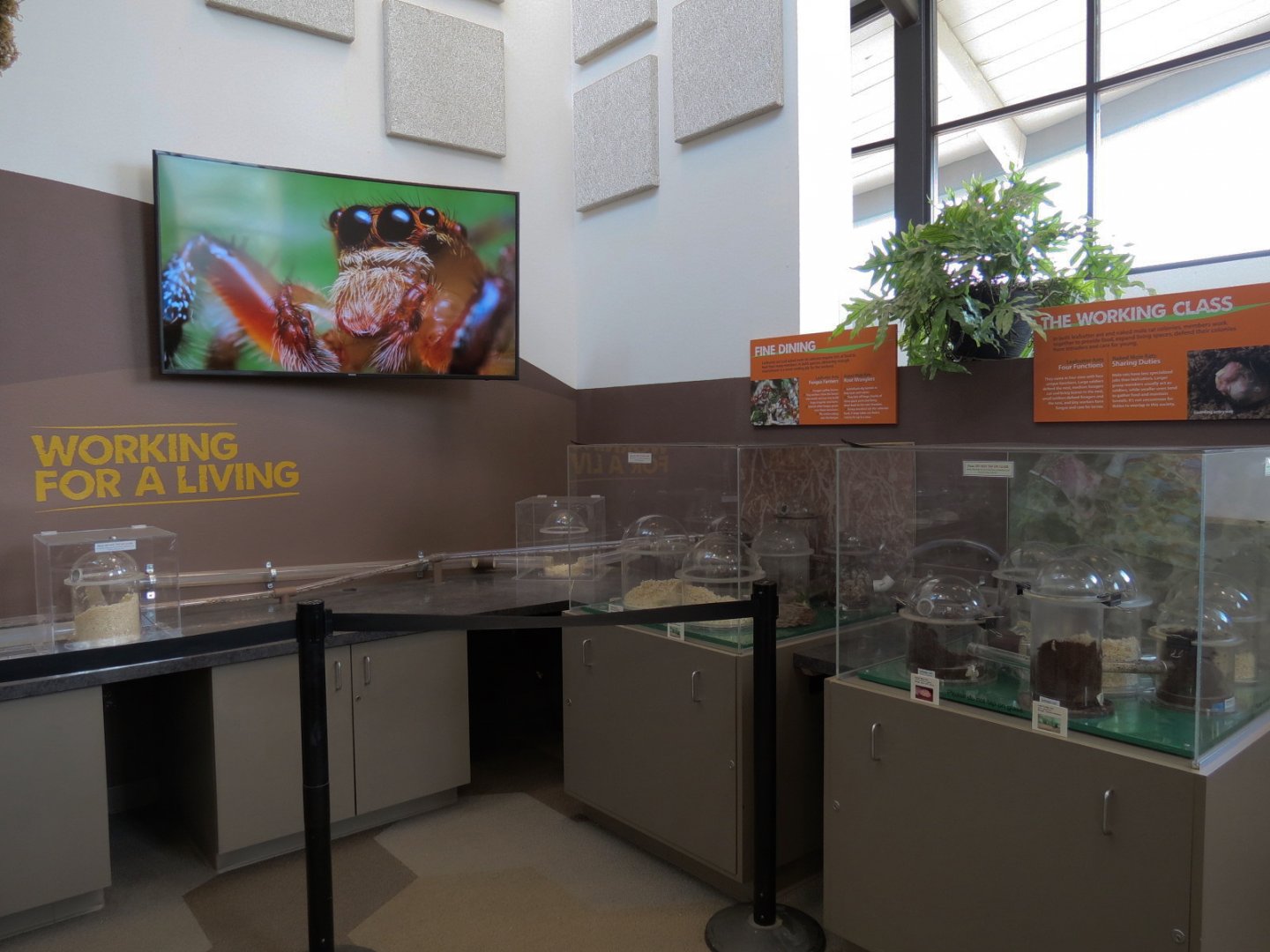 Bugarium - Leaf Cutter Ant and Naked Mole Rat Exhibits