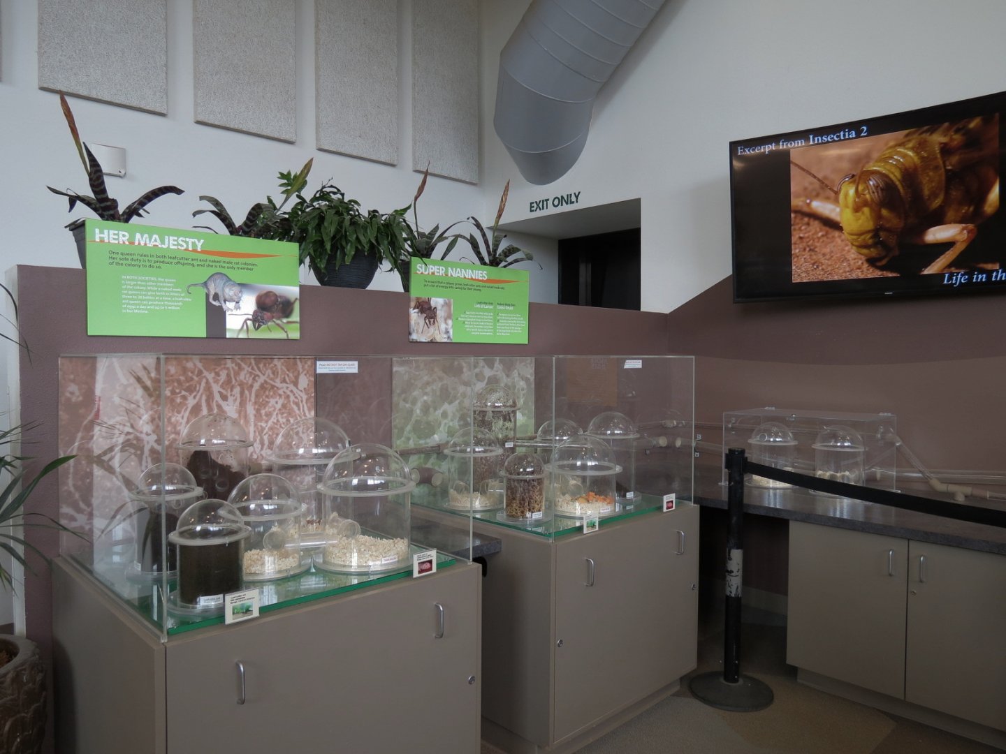 Bugarium - Leaf Cutter Ant and Naked Mole Rat Exhibits