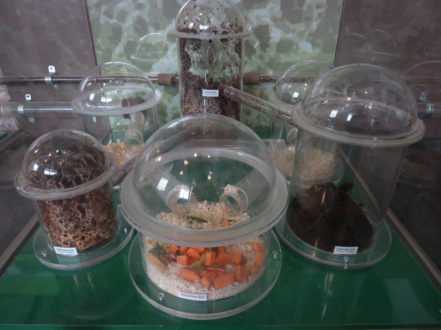 Bugarium - Leaf Cutter Ant and Naked Mole Rat Exhibits