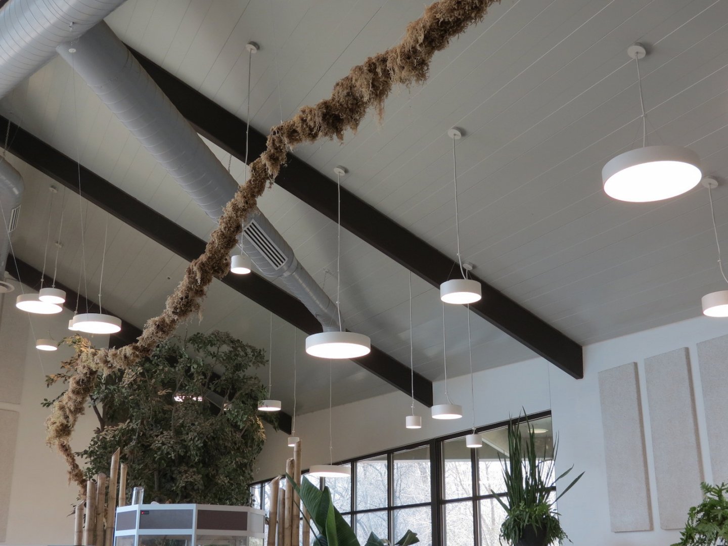 Bugarium - Leaf Cutter Ant Exhibit Connecting Vine