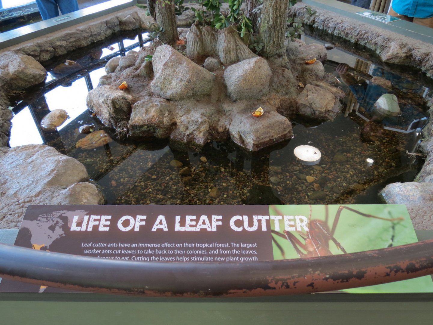 Bugarium - Leaf Cutter Ant Exhibit Tree