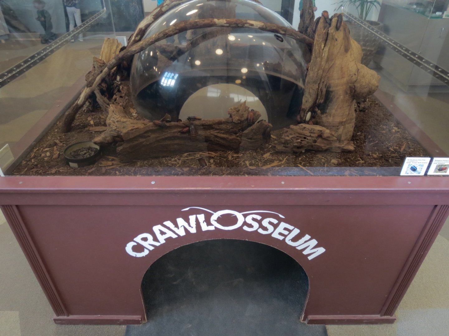 Bugarium - Madagascar Hissing Cockroach and Pill Woodlouse Exhibit