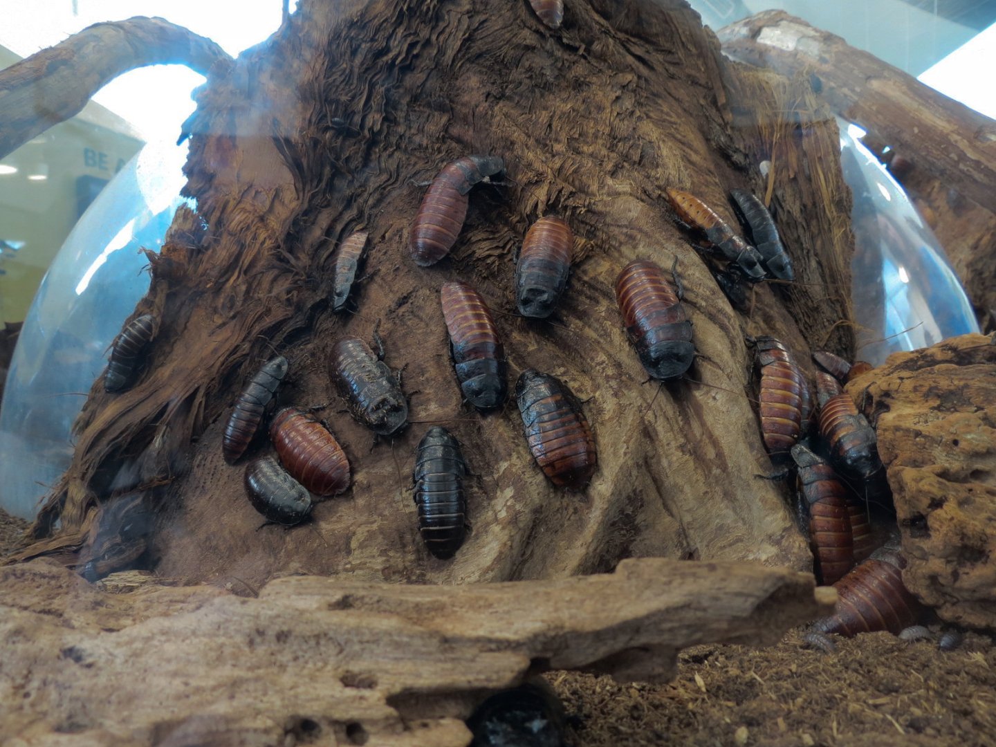 Bugarium - Madagascar Hissing Cockroach and Pill Woodlouse Exhibit