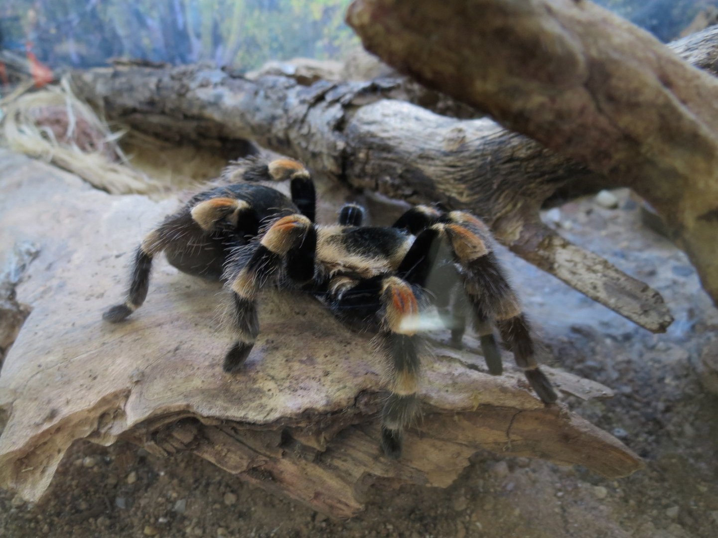 Bugarium - Mexican Red Knee Tarantula Exhibit
