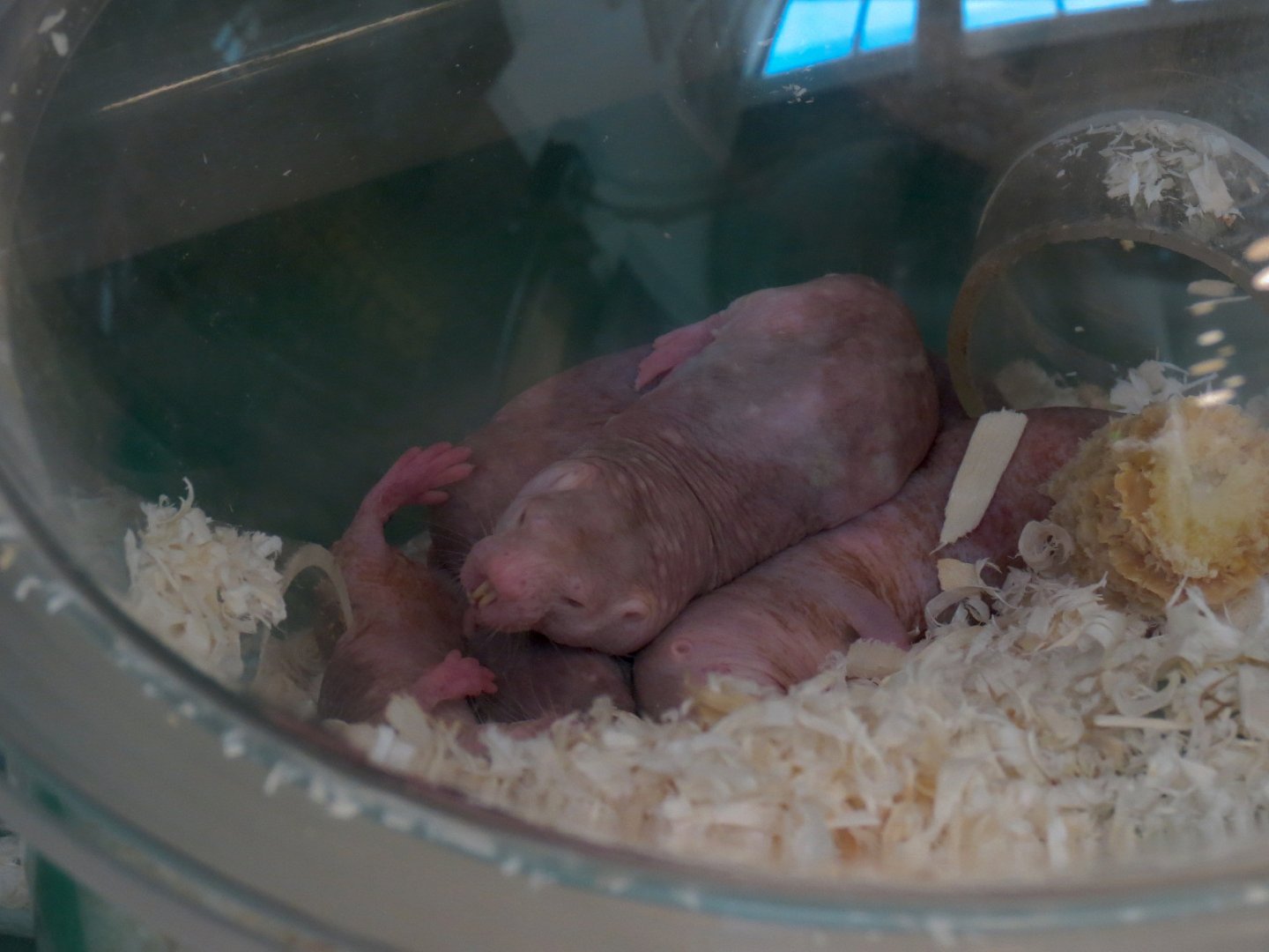 Bugarium - Naked Mole Rat Exhibit