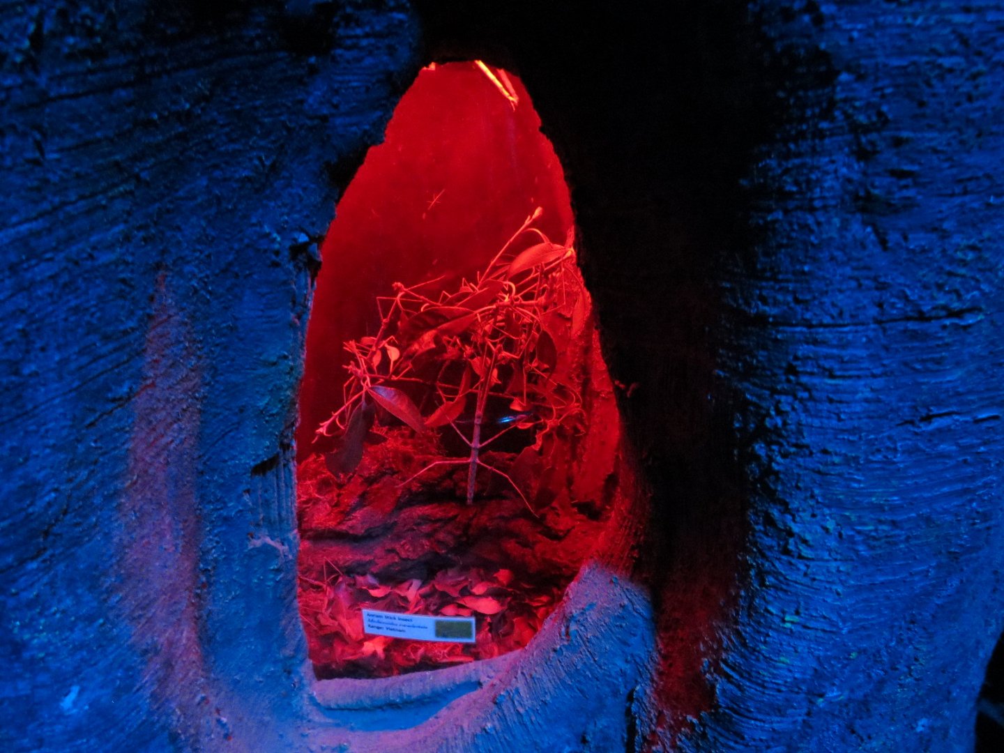Bugarium - Night In The Jungle - Annam Stick Insect Exhibit