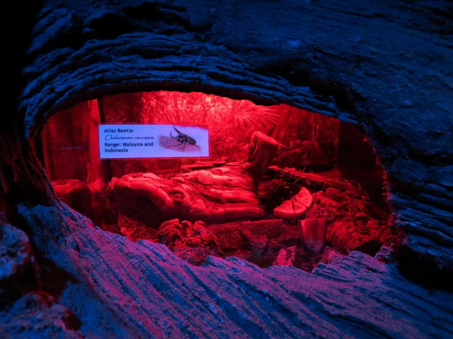 Bugarium - Night In The Jungle - Atlas Beetle Exhibit